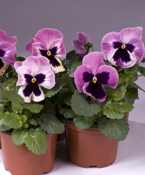 511.13 Pansy Cello pink shades w. blotch